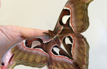 Мотыльки - самые большие и необычные бабочки для продвинутых бабочководов
